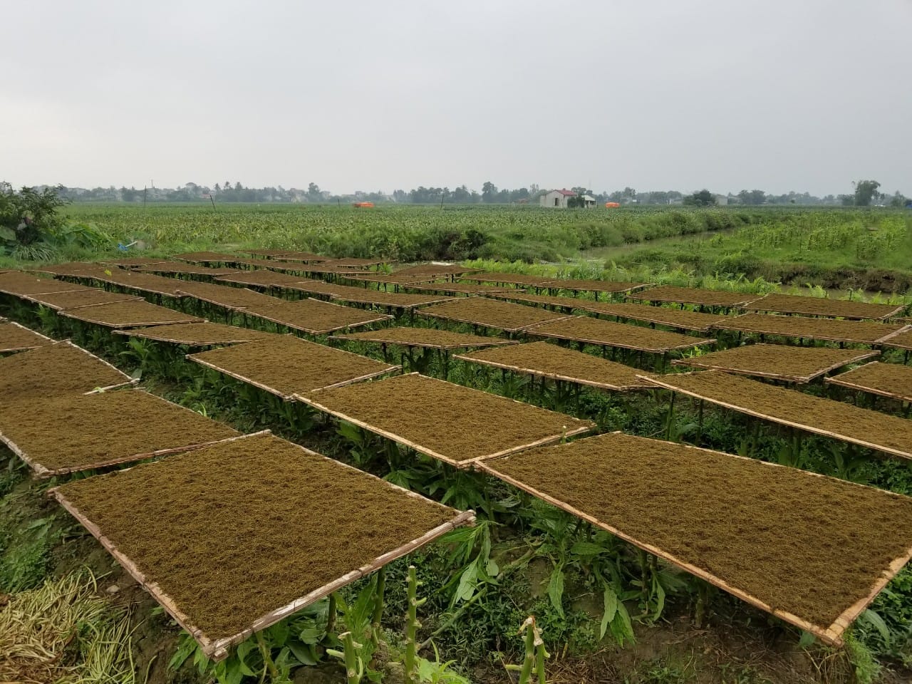 Thuốc Lào Tinh Hoa