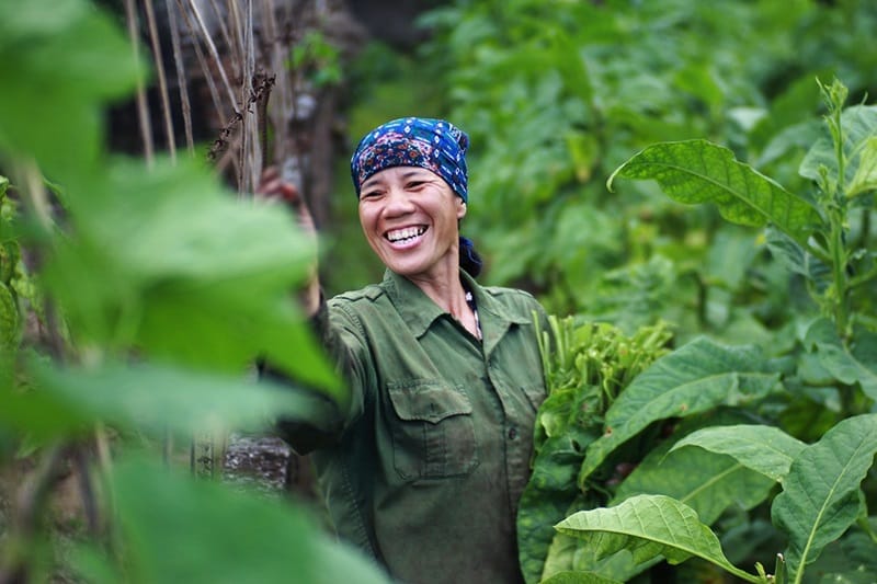 Chọn thuốc lào ngon