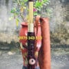 Điếu Mini : Gỗ Mun Rút Khắc Chìm Bọc Đồng 45cm Kéo Dài 65cm ( Combo )